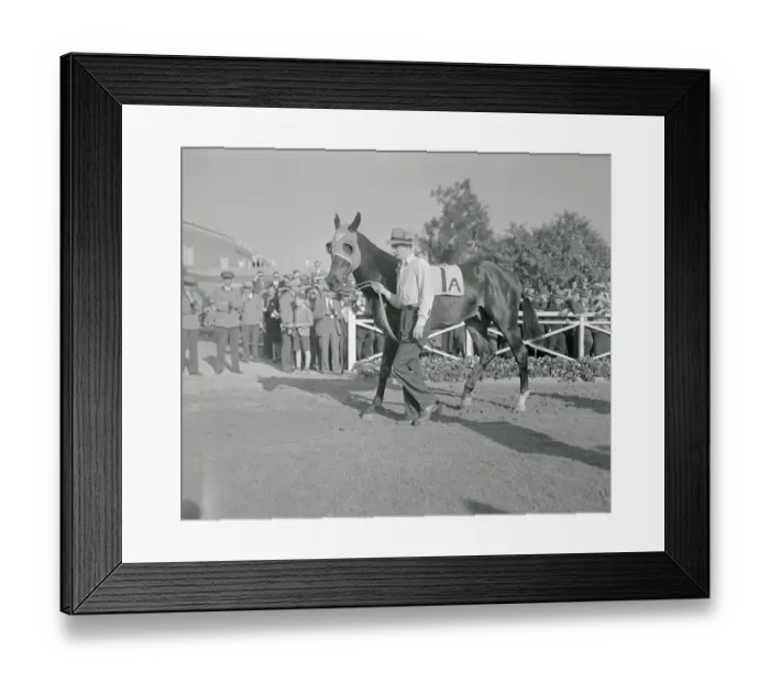 Framed Print : Walking Racehorse Seabiscuit Around Track Framed Print : Walking Racehorse Seabiscuit Around Track