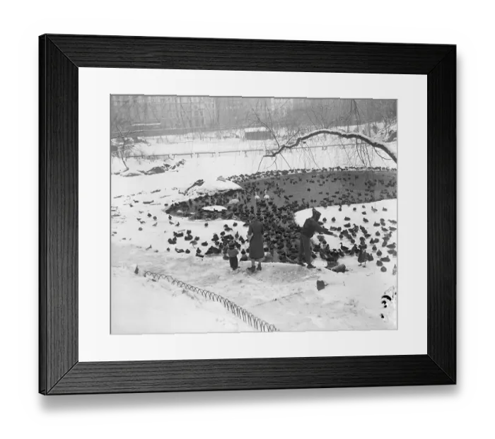 Framed Print : People In Central Park Feeding Ducks Framed Print : People In Central Park Feeding Ducks