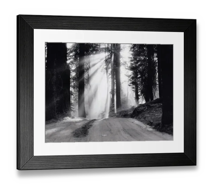 Framed Print : The Sun Penetrating Forest Road Framed Print : The Sun Penetrating Forest Road