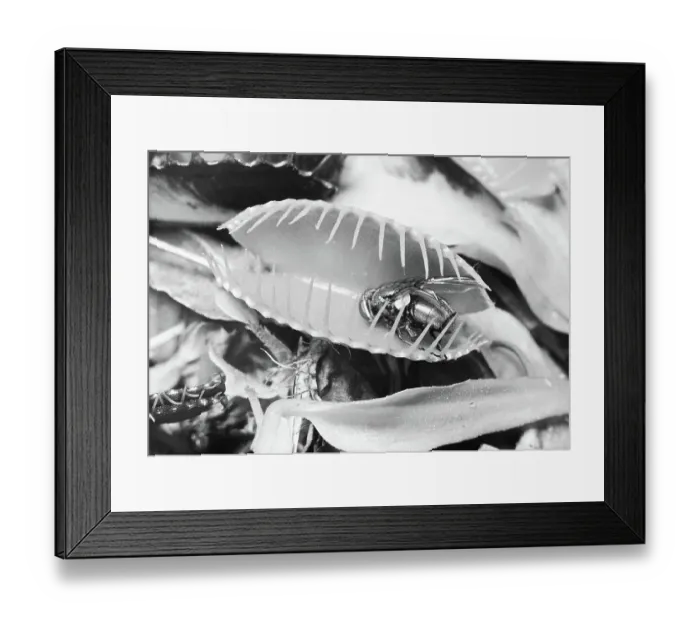 Framed Print : Fly in Leaf Blades of Venus Fly Trap Framed Print : Fly in Leaf Blades of Venus Fly Trap
