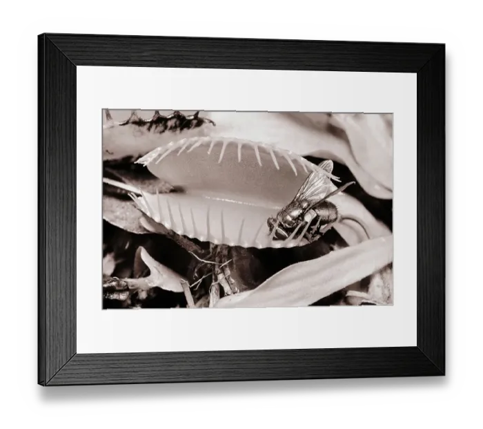 Framed Print : Fly in Leaf Blades of Venus Fly Trap Framed Print : Fly in Leaf Blades of Venus Fly Trap