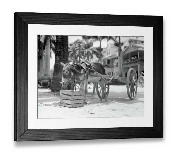 Framed Print : Donkey with Cart Eating Framed Print : Donkey with Cart Eating