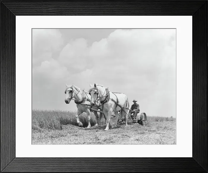 Framed Print : Team of Horses Plowing Field Framed Print : Team of Horses Plowing Field