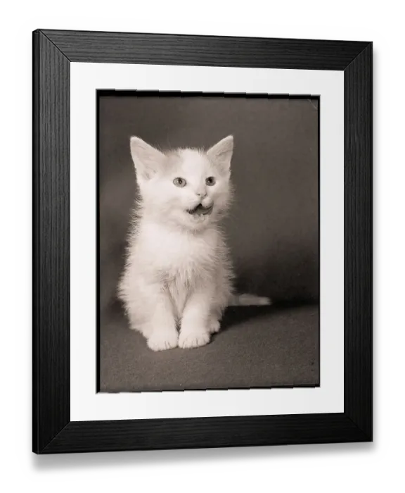 Framed Print : Kitten with Open Mouth Framed Print : Kitten with Open Mouth