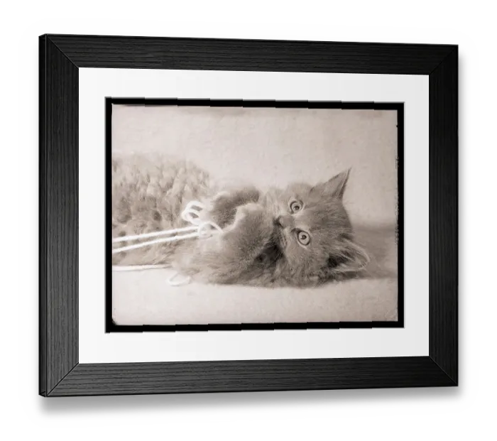 Framed Print : Kitten Playing with Yarn Framed Print : Kitten Playing with Yarn
