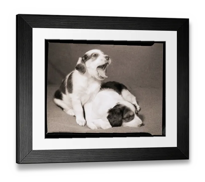 Framed Print : Collie Puppies Framed Print : Collie Puppies