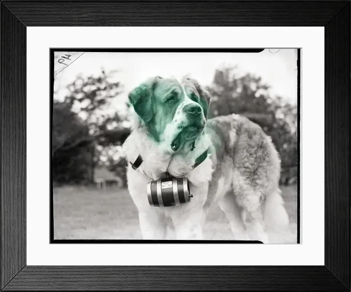 Framed Print : St. Bernard with Cask Framed Print : St. Bernard with Cask