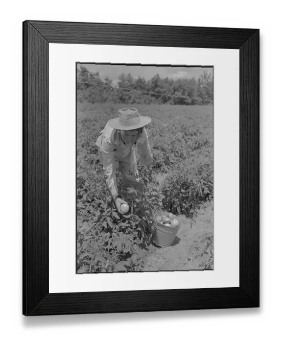 Framed Print : Woman Picking Tomatoes Framed Print : Woman Picking Tomatoes