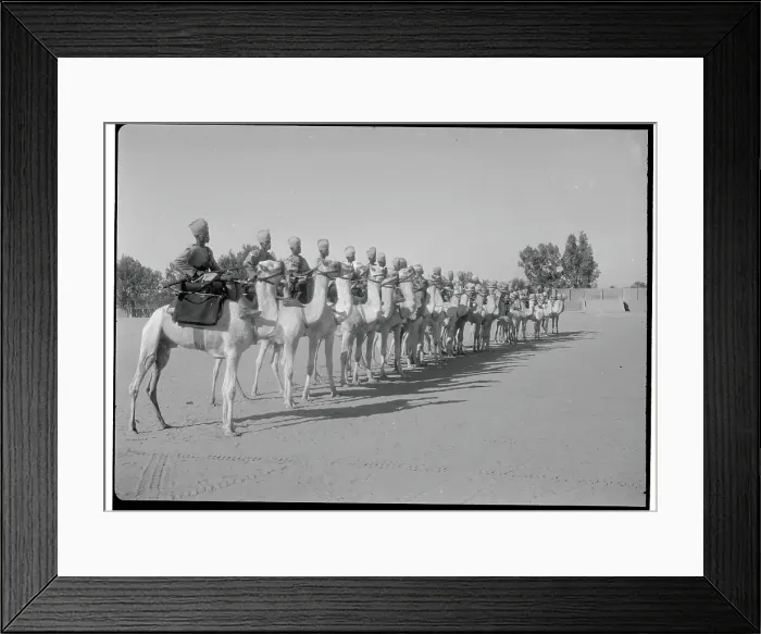Framed Print : Camels and Corpsmen in Formation Framed Print : Camels and Corpsmen in Formation