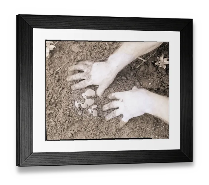 Framed Print : Man'S Hands In Soil Below Oak Tree Framed Print : Man'S Hands In Soil Below Oak Tree