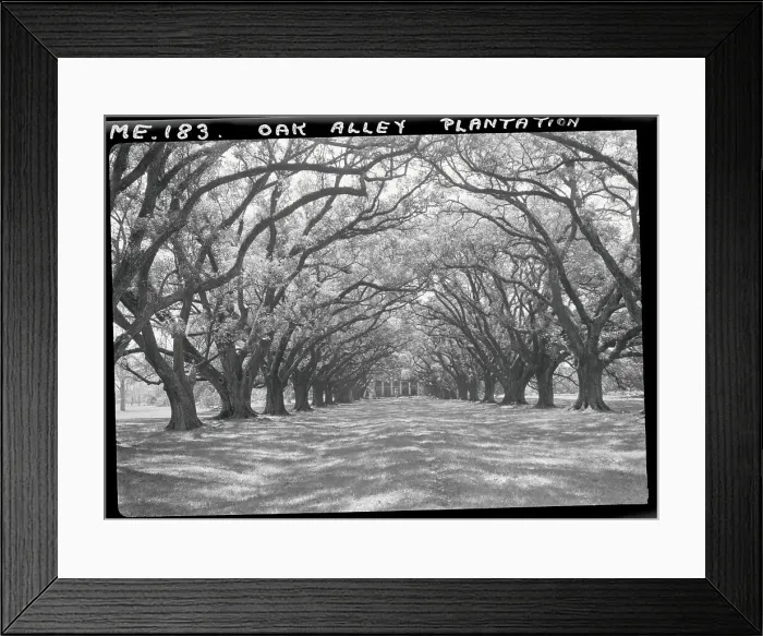 Framed Print : Arched Path of Trees on Plantation Site Framed Print : Arched Path of Trees on Plantation Site