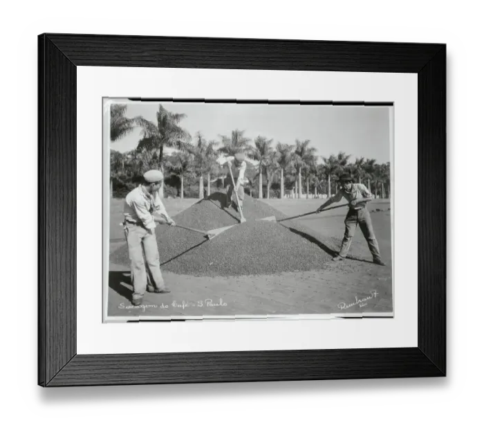 Framed Print : Coffee Bean Harvesters Shoveling Product