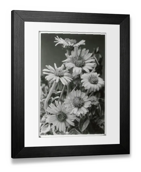 Framed Print : Cluster of Daisies Framed Print : Cluster of Daisies