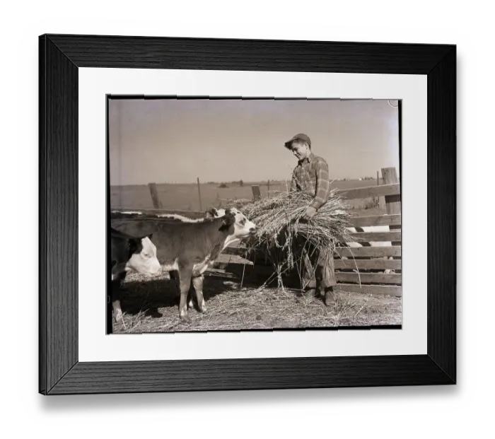 Framed Print : Boy Feeding Calves Framed Print : Boy Feeding Calves