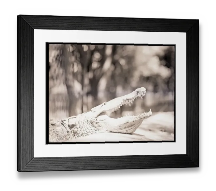 Framed Print : Alligator Opening Mouth Framed Print : Alligator Opening Mouth