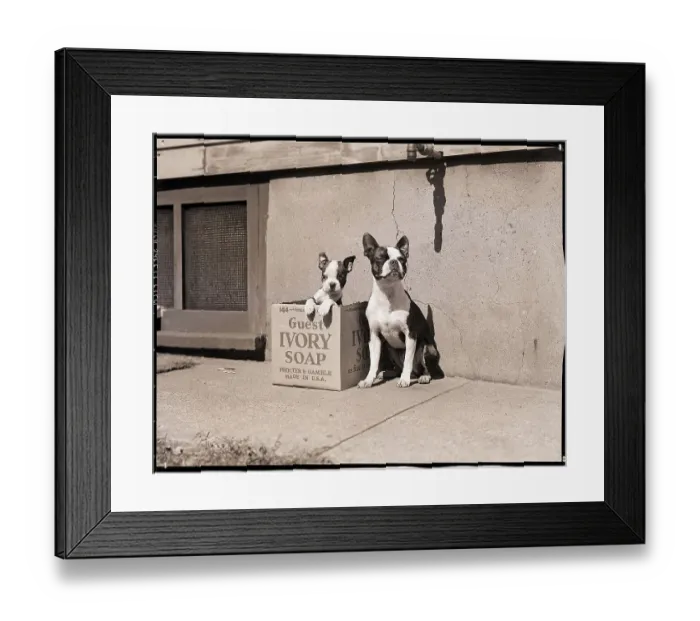 Framed Print : Boston Bulldog and Puppy Framed Print : Boston Bulldog and Puppy