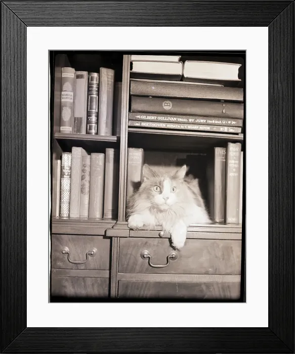 Framed Print : Cat on Bookshelf Framed Print : Cat on Bookshelf