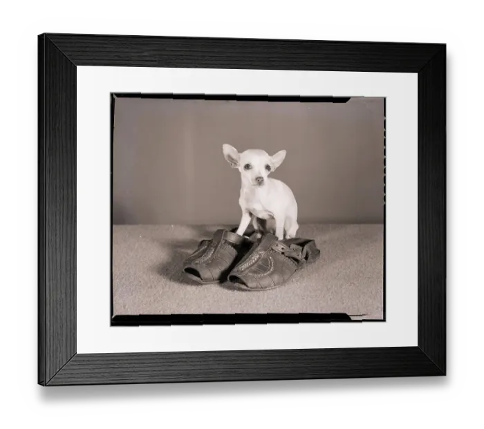 Framed Print : Chihuahua Standing in Sandals Framed Print : Chihuahua Standing in Sandals