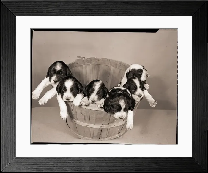 Framed Print : Six Cocker Spaniel Puppies in Basket Framed Print : Six Cocker Spaniel Puppies in Basket