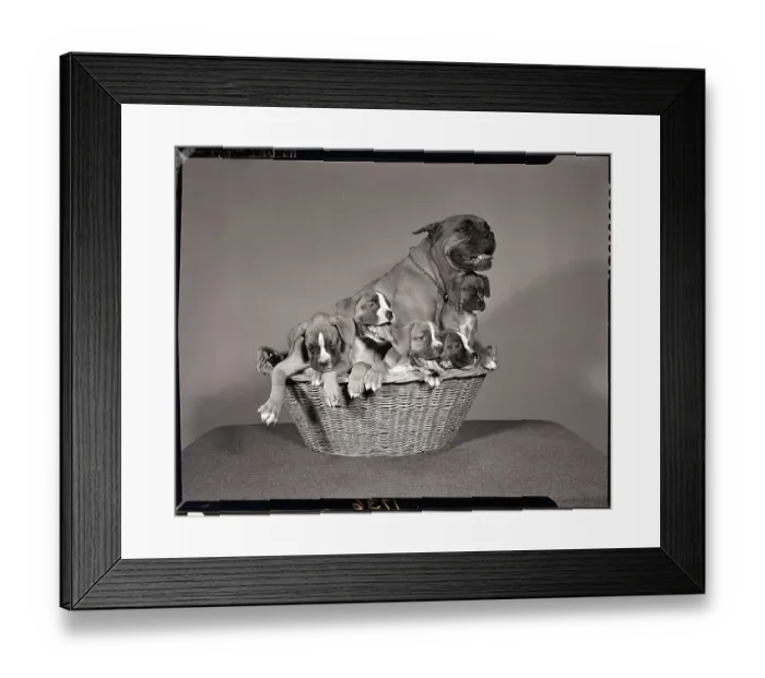 Framed Print : Boxer with Five Puppies Framed Print : Boxer with Five Puppies