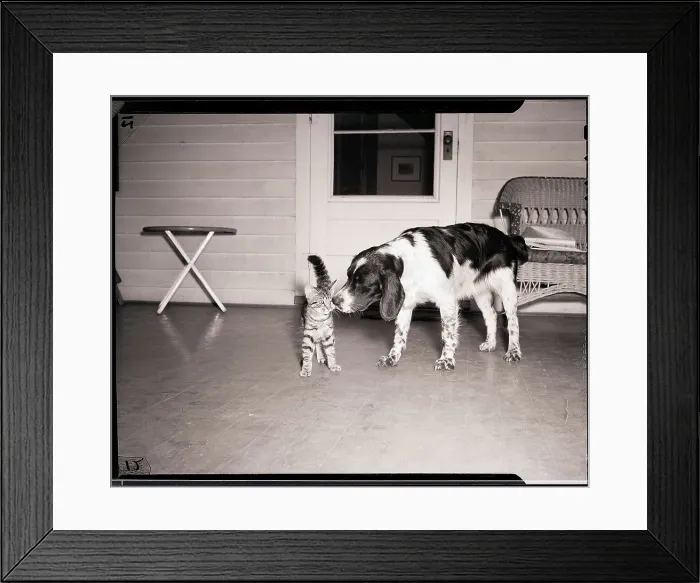 Framed Print : Spaniel Sniffing Face of Cat Framed Print : Spaniel Sniffing Face of Cat