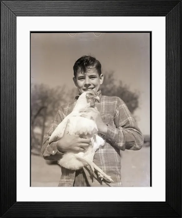 Framed Print : Boy Holding Chicken Framed Print : Boy Holding Chicken