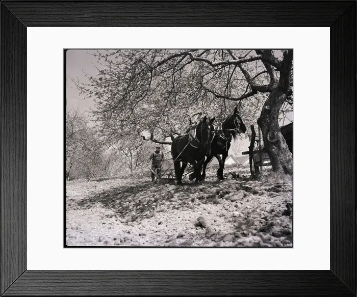 Framed Print : Team of Horses Plowing Field Framed Print : Team of Horses Plowing Field