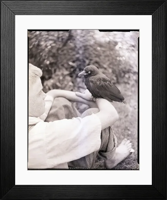 Framed Print : Crow Perched on Boy's Arm Framed Print : Crow Perched on Boy's Arm