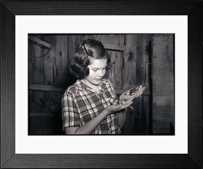 Framed Print : Girl Holding Pheasant Chicks Framed Print : Girl Holding Pheasant Chicks