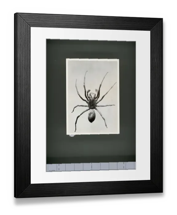 Framed Print : Male Jumping Spider Framed Print : Male Jumping Spider