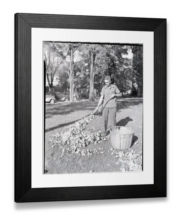 Framed Print : Man Raking Leaves Framed Print : Man Raking Leaves