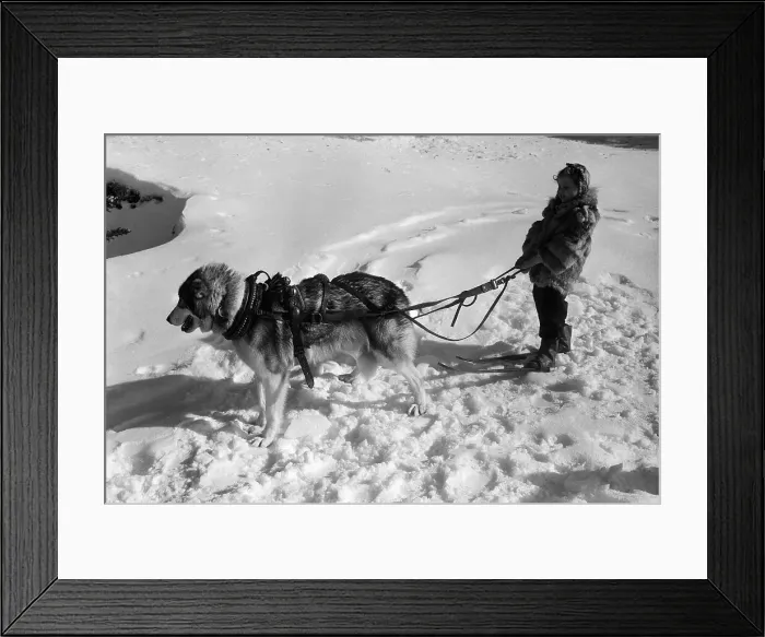 Framed Print : Little Girl on Skis Behind a Sled Dog Framed Print : Little Girl on Skis Behind a Sled Dog