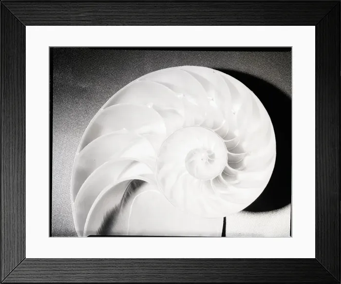 Framed Print : Cross Section of Nautilus Shell Framed Print : Cross Section of Nautilus Shell