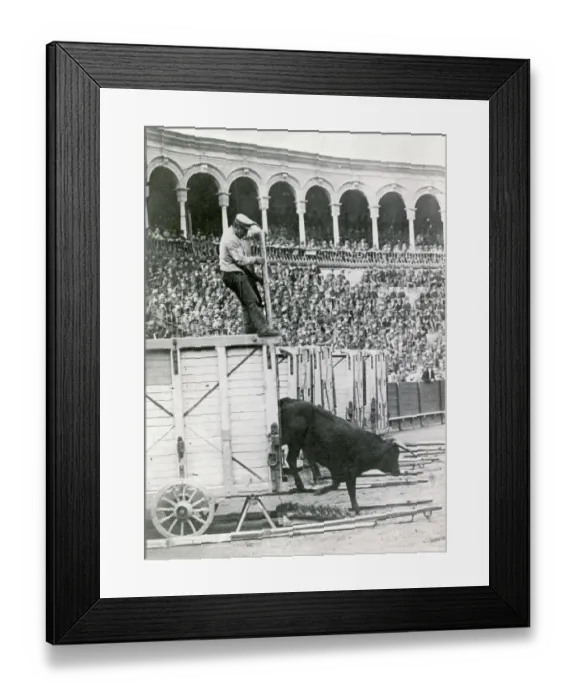 Framed Print : Man Releasing Fighting Bull from Pen at Arena Event Framed Print : Man Releasing Fighting Bull from Pen at Arena Event