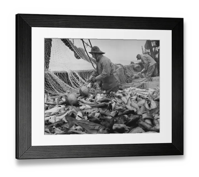 Framed Print : Boat Fisherman with Large Fish Catch Framed Print : Boat Fisherman with Large Fish Catch