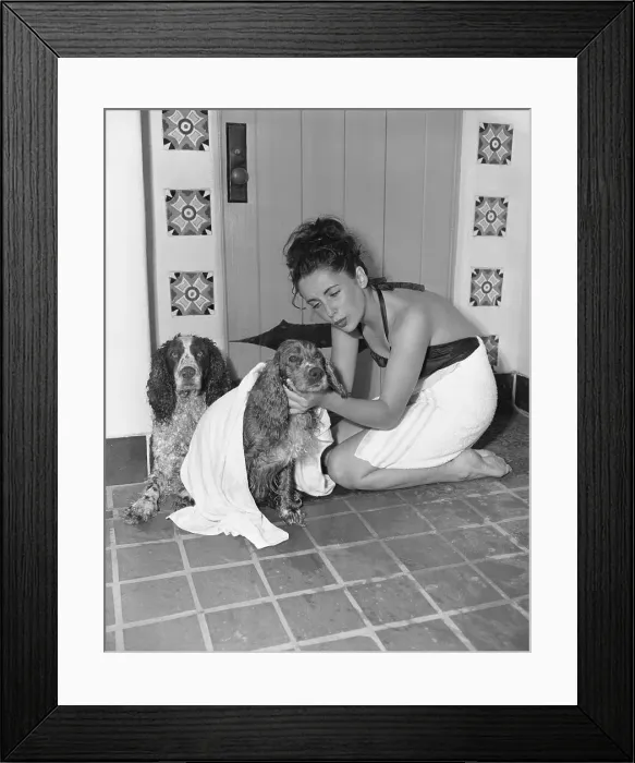 Framed Print : Young Actress Elizabeth Taylor Toweling off Her Dog Framed Print : Young Actress Elizabeth Taylor Toweling off Her Dog