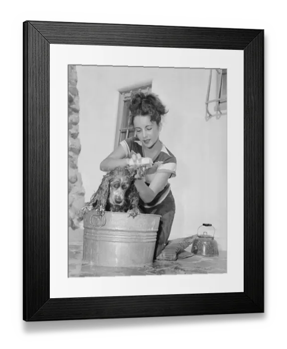 Framed Print : Young Actress Elizabeth Taylor Scrubbing Her Dog Framed Print : Young Actress Elizabeth Taylor Scrubbing Her Dog