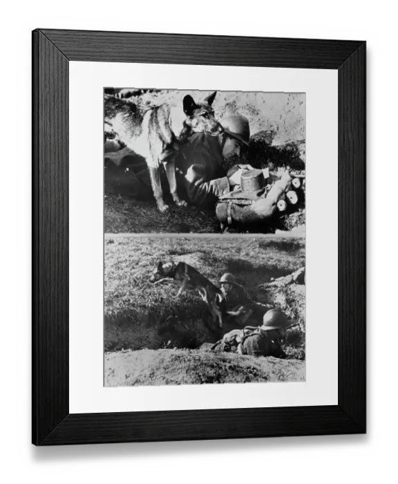 Framed Print : Canine Dispatch Delivery Framed Print : Canine Dispatch Delivery