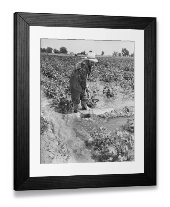 Framed Print : Migrant Farmer Irrigates Muddy Field Framed Print : Migrant Farmer Irrigates Muddy Field