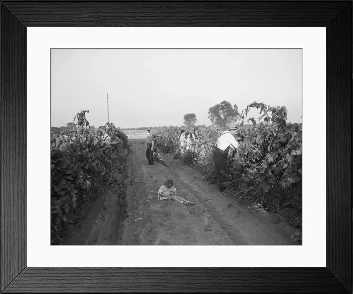 Framed Print : Migrant Workers Harvesting Grapes