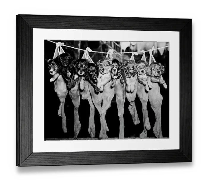 Framed Print : Puppies Hanging from a Clothesline Framed Print : Puppies Hanging from a Clothesline