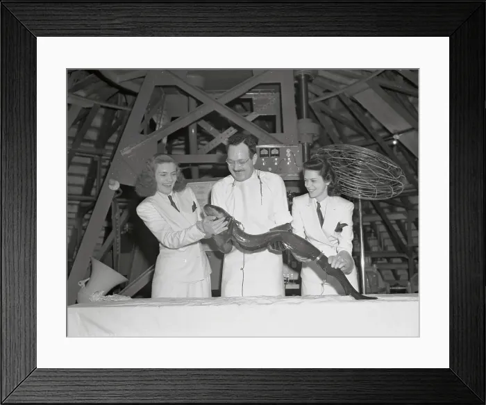 Framed Print : World's Fair Employees Holding Eel