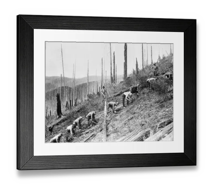 Framed Print : Men Planting Seedlings on Clear-Cut