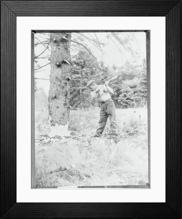 Framed Print : Man Chopping Tree Down Framed Print : Man Chopping Tree Down