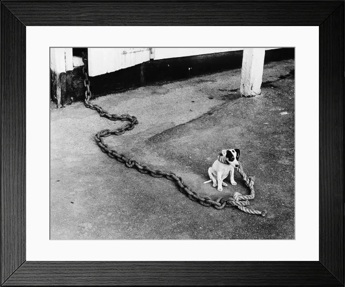 Framed Print : Small Dog on Large Chain Framed Print : Small Dog on Large Chain