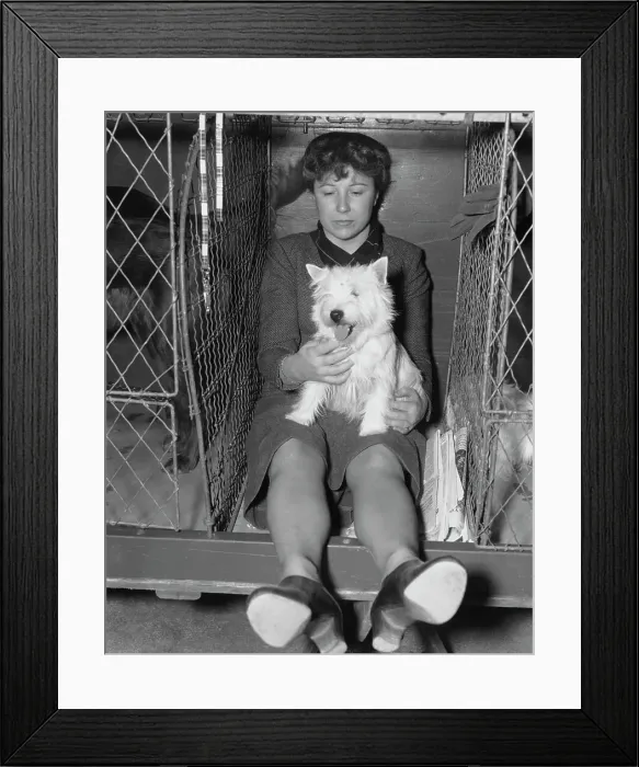 Framed Print : Seeking Laurels at Westminster Show Framed Print : Seeking Laurels at Westminster Show