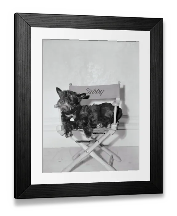 Framed Print : Bette Davis's Dog Tibby Framed Print : Bette Davis's Dog Tibby
