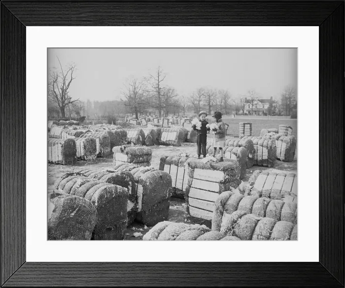 Framed Print : Children Stand on and Around Bales of Cotton Framed Print : Children Stand on and Around Bales of Cotton
