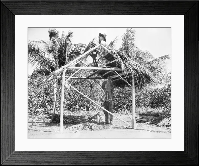 Framed Print : Seminole Indians Making Thatched Hut Framed Print : Seminole Indians Making Thatched Hut