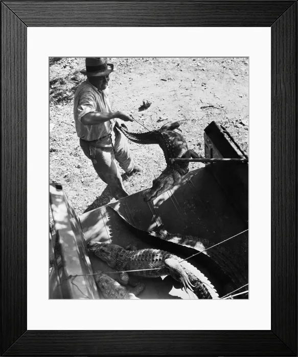 Framed Print : Police Loading Alligators in Pickup Truck Framed Print : Police Loading Alligators in Pickup Truck